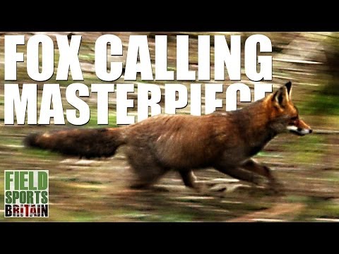 Fieldsports Britain – Fox-calling masterpiece