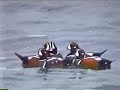 Harlequin Ducks Harlequin Ducks