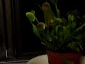 venus-fly-trap-eating-a-spider.html