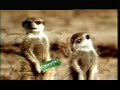 Meerkats tv ad - funniest ad ever!