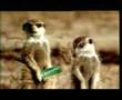 Meerkats tv ad - funniest ad ever!