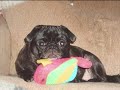 video of my babies