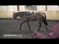 How to Lunge a Horse