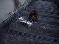 野良猫に　お刺身用　鯵を２匹奮発。ただし、賞味期限切れ・・。