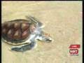 videos de Special report Mai Khao Turtle Foundation workshop students