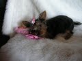 Yorkie puppy Maddie