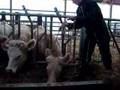 licol bucal sur bovin
