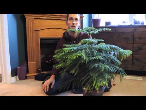 how to transplant norfolk pine