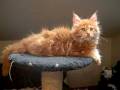 Allevamento Hollycoon - Maine Coon Cats