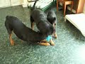 Rottie 3 way tug of war