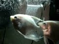 Training Angel Fish to swim through the Hoop Training Angel Fish to swim through the Hoop
