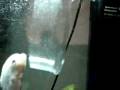 Training Angel Fish to swim through the Hoop