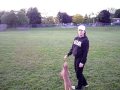 videos de Pomapoo puppy playing fetch