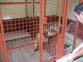 Buiding Up Puppy Prey-Drive