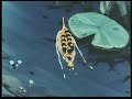 La Abeja Maya - Maya salva a un batallón de Hormigas
