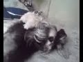 Meus Schnauzers Astro, Kelly e Magaly...