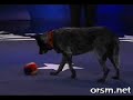 Smartest dog ever