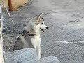Canook avec un chien