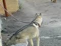 Canook avec un chien