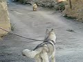 Canook avec un chien - Thumb #3