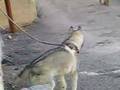Canook avec un chien