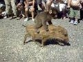 福知山市動物園 みわ＆ウリ坊 Monkey riding on the back of the wild boar in FUKUCHIYAMA