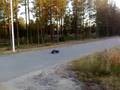 Traxxas T-Maxx 3.3 (4908) #1
