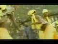 Haiti 2008: Rale mennen vini pou yon Ayiti vèt