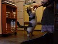 Munchkin Cat 5