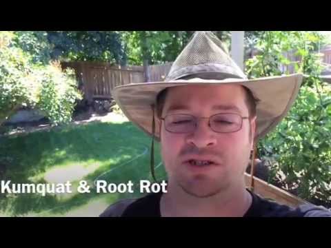 how to transplant kumquat tree