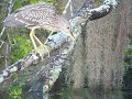 Immature Night Heron