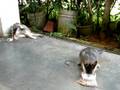 videos de Bambi_BambiBaby_20081122_vid1.AVI