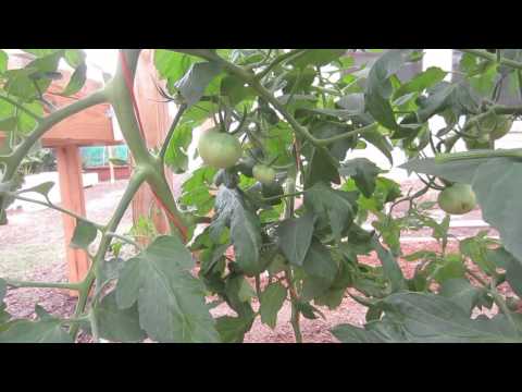 how to get more yield from tomato plants