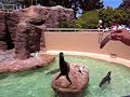 Seal juggles fish at Sea World in San Diego