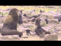 Pribilof Islands Scenes - YouTube