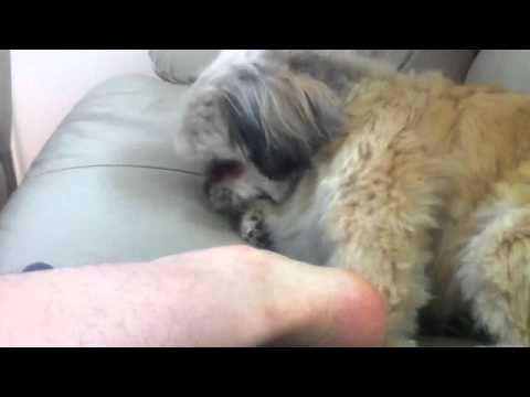 lick feet