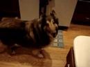 Frisco standing in front of the fridge