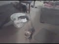 My blue nose pit bull named boogie. Playing with a yorkie funny
really funny