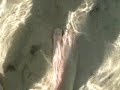 A day on the Weeki Wachee river
