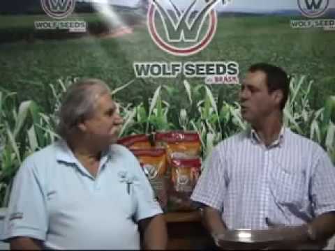 Como encontrar a pureza de uma semente.wmv