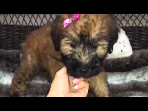 Beautiful Wheaten Terrier, Waiting for you!