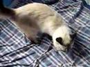 La gata se volvi� loca!