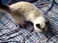 La gata se volvió loca!
