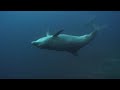 Quick Visit to Cocos Island