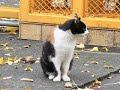 鳴いているにゃんこ