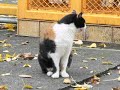 鳴いているにゃんこ