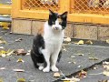 鳴いているにゃんこ
