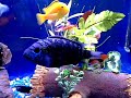 55 gallon fish tank koi goldfish cichlids