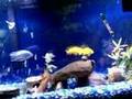55 gallon fish tank koi goldfish cichlids