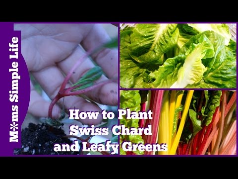 how to fertilize swiss chard